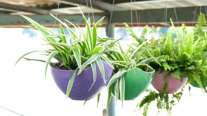 Hanging Plants Indoor | Which Hanging Plants Thrive in Direct Sunlight?