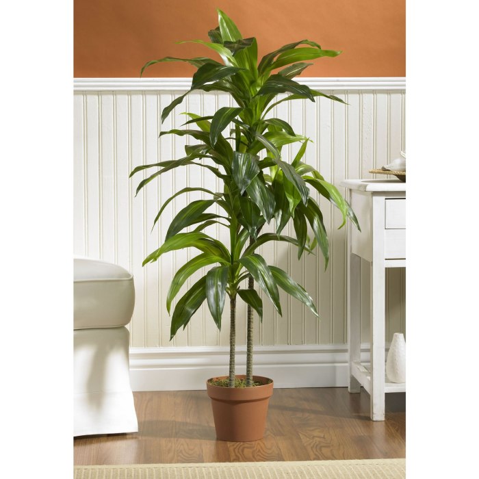 Hanging Plants Indoor | Indoor Corn Plants: The Ultimate Guide to Care, Decor, and Benefits