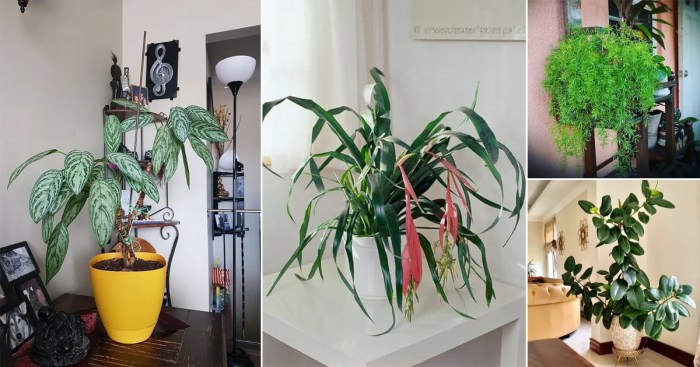 Hanging Plants Indoor | Hanging Plants Without Sunlight: Thrive Indoors Without Compromise