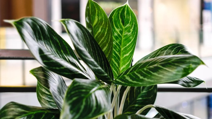 Hanging Plants Indoor | Best Low Maintenance Indoor Hanging Plants: Beautify Your Space with Minimal Effort