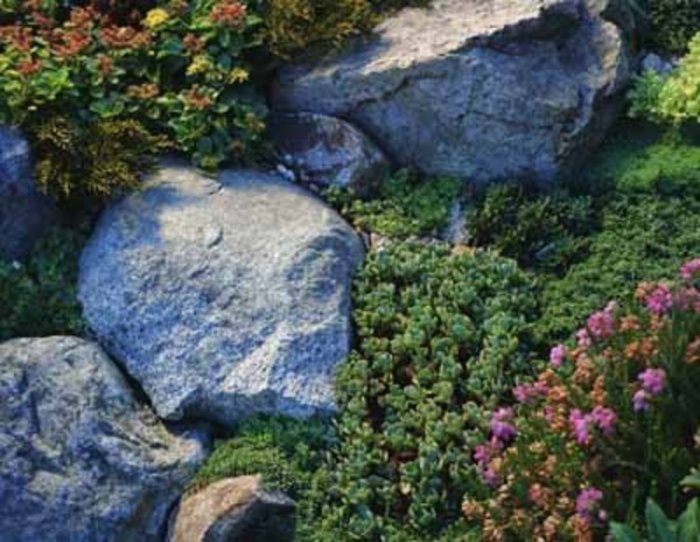 Hanging Plants Indoor | Best Plants for Erosion Control on Steep Slopes: A Comprehensive Guide