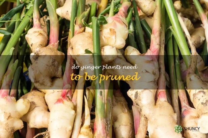 Hanging Plants Indoor | How to Trim Ginger Plants: A Comprehensive Guide