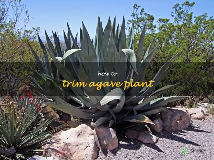 Hanging Plants Indoor | Trim Agave Plants: A Comprehensive Guide to Maintaining Their Beauty