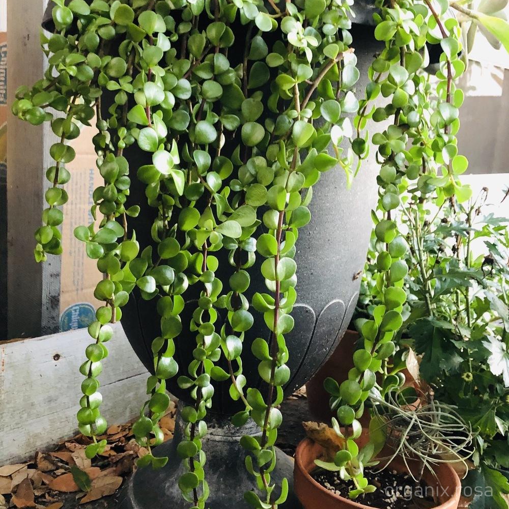 Hanging Plants Indoor | Hanging Air Purifying Plants: Enhancing Indoor Air Quality with Style