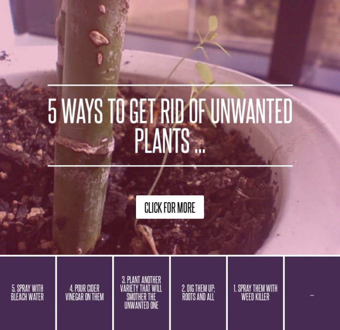 Hanging Plants Indoor | How to Remove Unwanted Plants from Your Garden: A Comprehensive Guide