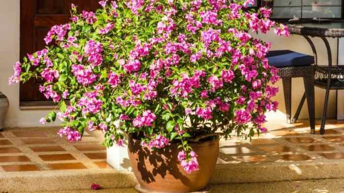Hanging Plants Indoor | How to Trim Bougainvillea Plants: A Comprehensive Guide