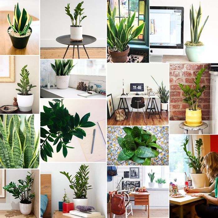 Hanging Plants Indoor | Best Plants for Offices with No Natural Light: Transforming Workspaces into Green Havens