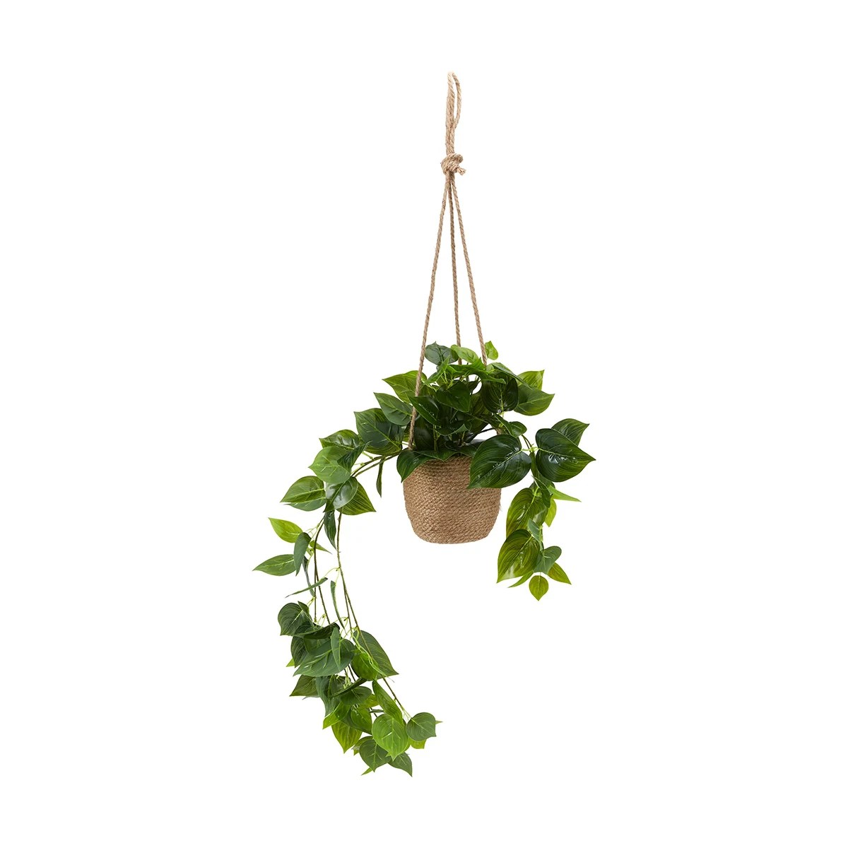 Hanging Plants Indoor | Discover the Top 10 Hanging Plants at Kmart for a Greener, Healthier Home