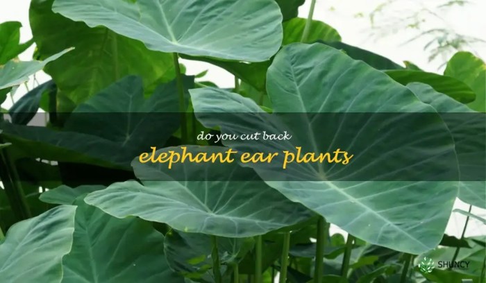 Hanging Plants Indoor | Master the Art of Trimming Elephant Ear Plants: A Comprehensive Guide