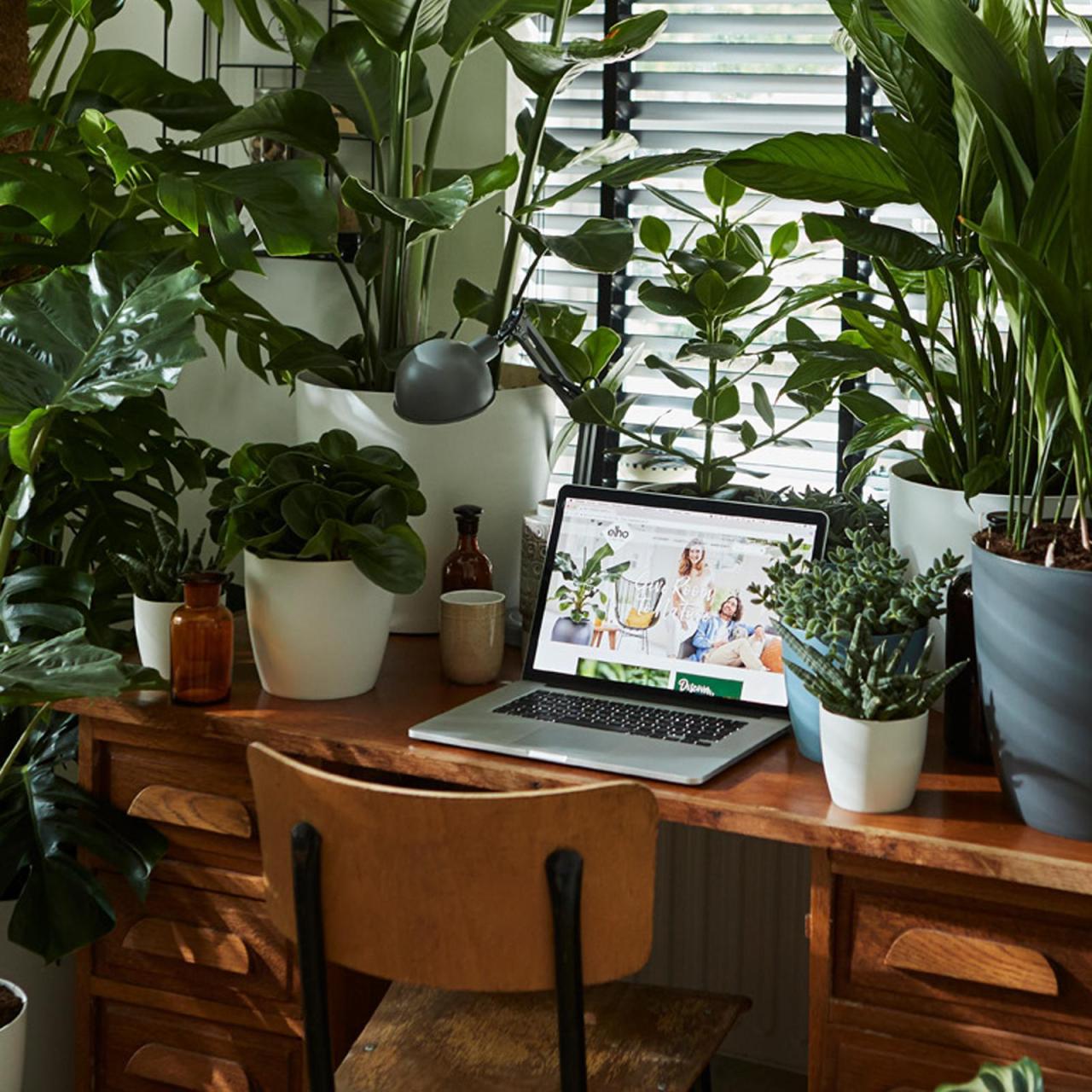 Hanging Plants Indoor | Explore Bunnings Indoor Plant Pots: Enhance Your Home Decor