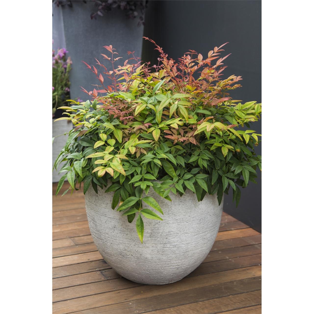 Hanging Plants Indoor | Bunnings 200mm Pot: Versatile and Durable Gardening Essential