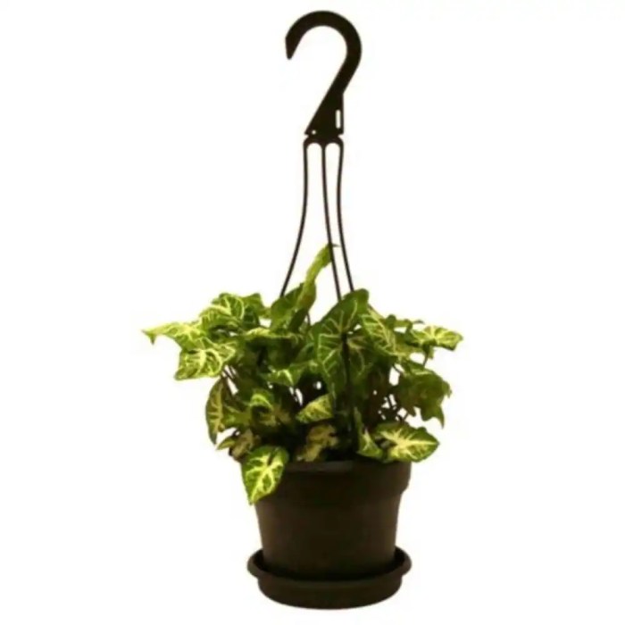Hanging Plants Indoor | Hanging Plants at Home Depot: A Guide to Choosing, Caring, and Displaying