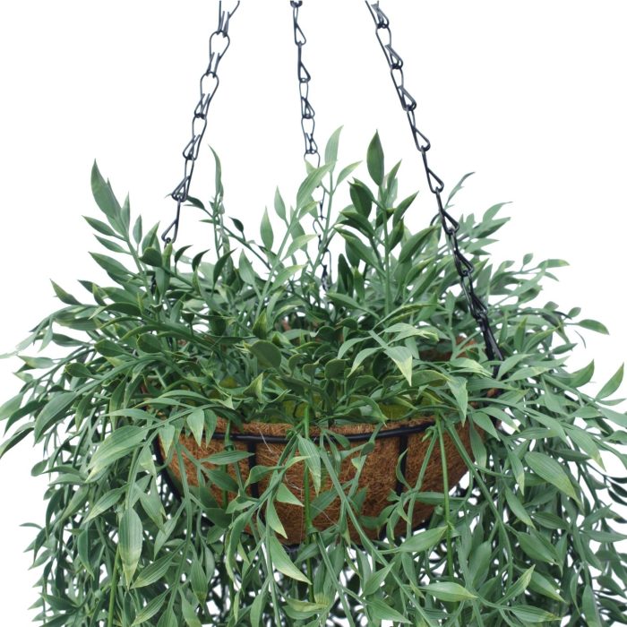 Hanging Plants Indoor | Fern Hanging Baskets: A Guide to Creating a Thriving Indoor Oasis