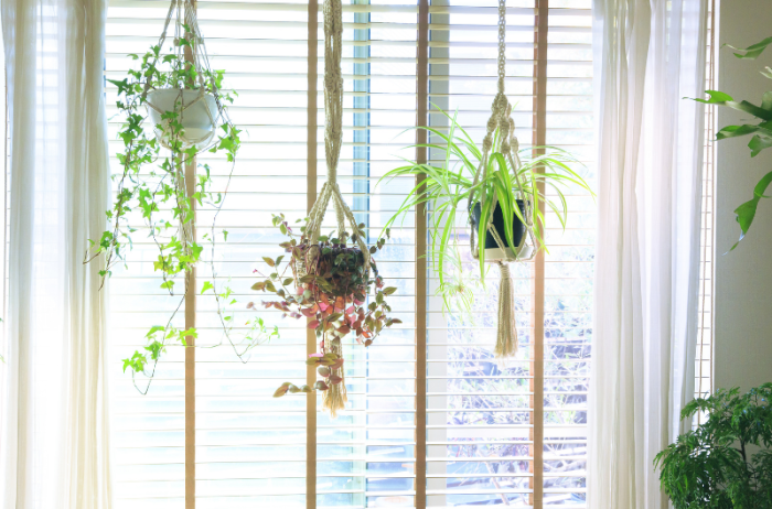 Hanging Plants Indoor | Hanging Plants for Apartments: Enhancing Aesthetics and Well-being in Limited Spaces