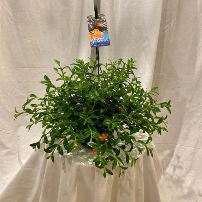 Hanging Plants Indoor | Goldfish Plant Hanging: Enhance Your Aquarium with Natural Beauty