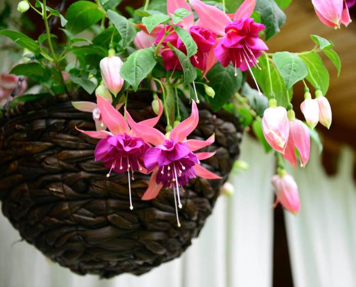 Hanging Plants Indoor | Flowering Hanging House Plants: A Guide to Bringing Nature Indoors