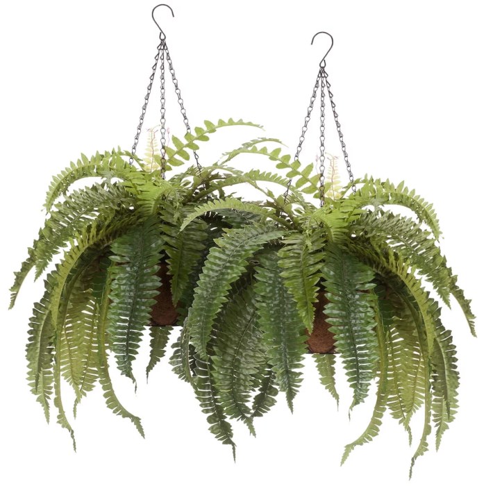 Hanging Plants Indoor | Fern Hanging Baskets: A Guide to Creating a Thriving Indoor Oasis