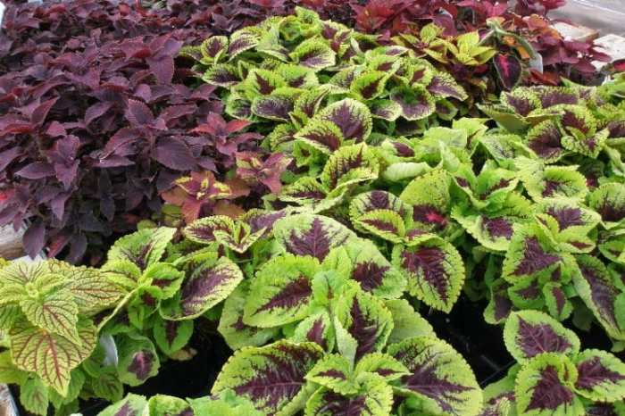 Hanging Plants Indoor | Expert Guide to Trimming Coleus Plants for Enhanced Beauty