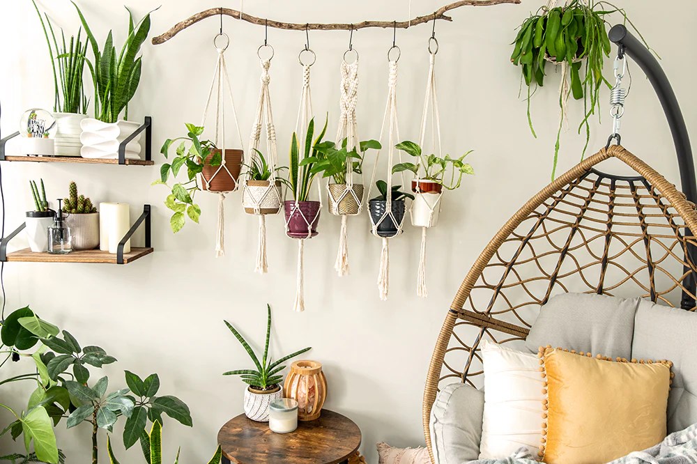 Hanging Plants Indoor | Hanging Plants Design Ideas: Transform Your Space with Greenery