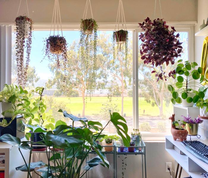 Hanging Plants Indoor | Hanging Plants with Curtains: A Guide to Stylish Vertical Gardening