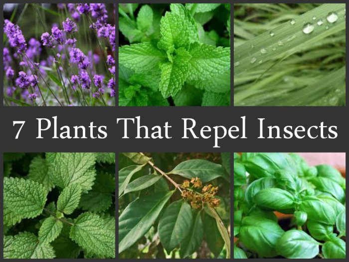 Hanging Plants Indoor | Best Plants for Keeping Bugs Away: Natural Insect Repellents for Your Home