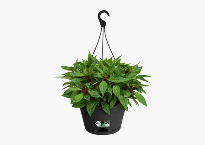 Hanging Plants Indoor | 10 Hanging Plants That Will Transform Your Space with Minimal Effort