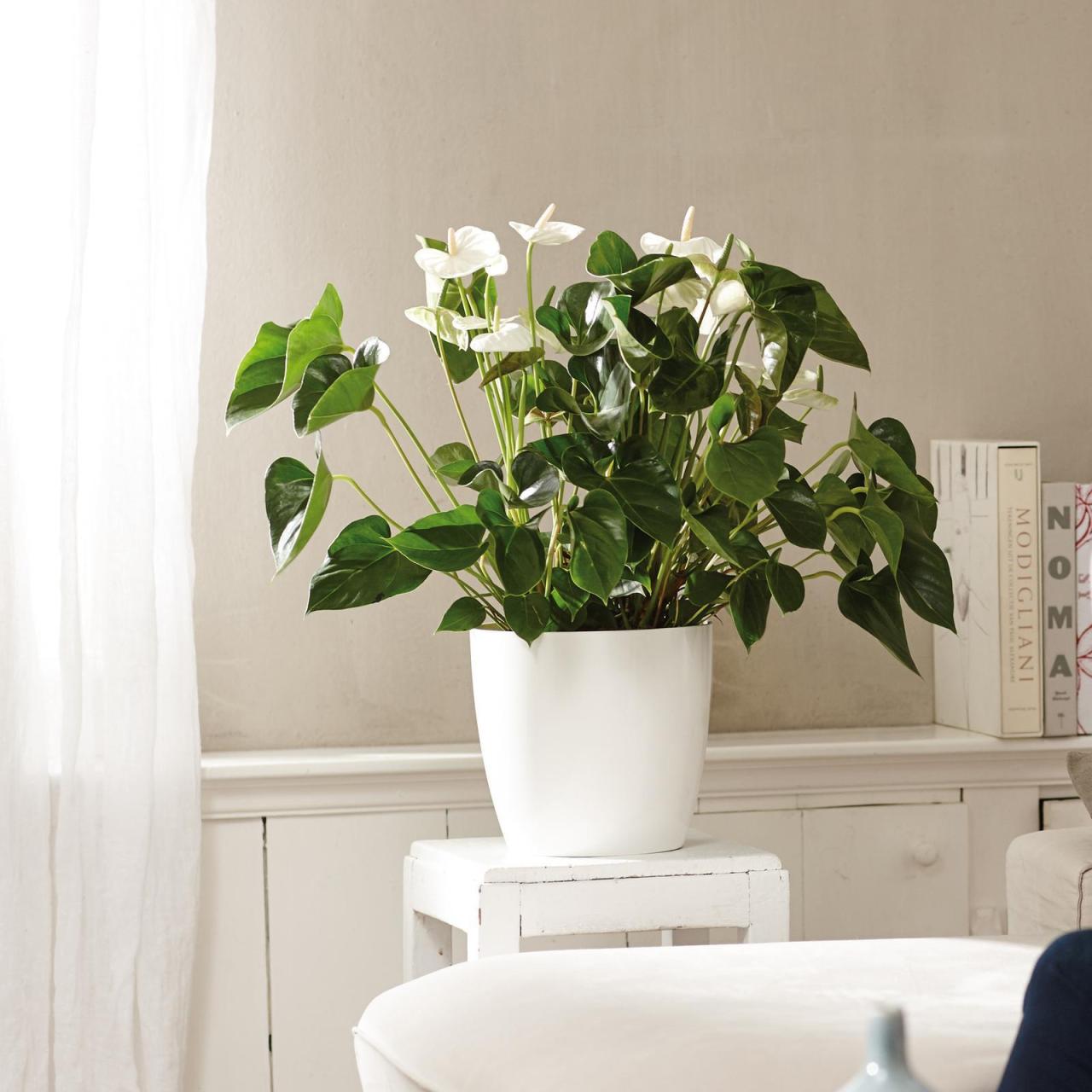 Hanging Plants Indoor | Bunnings White Pots: A Versatile Decor Solution for Every Space