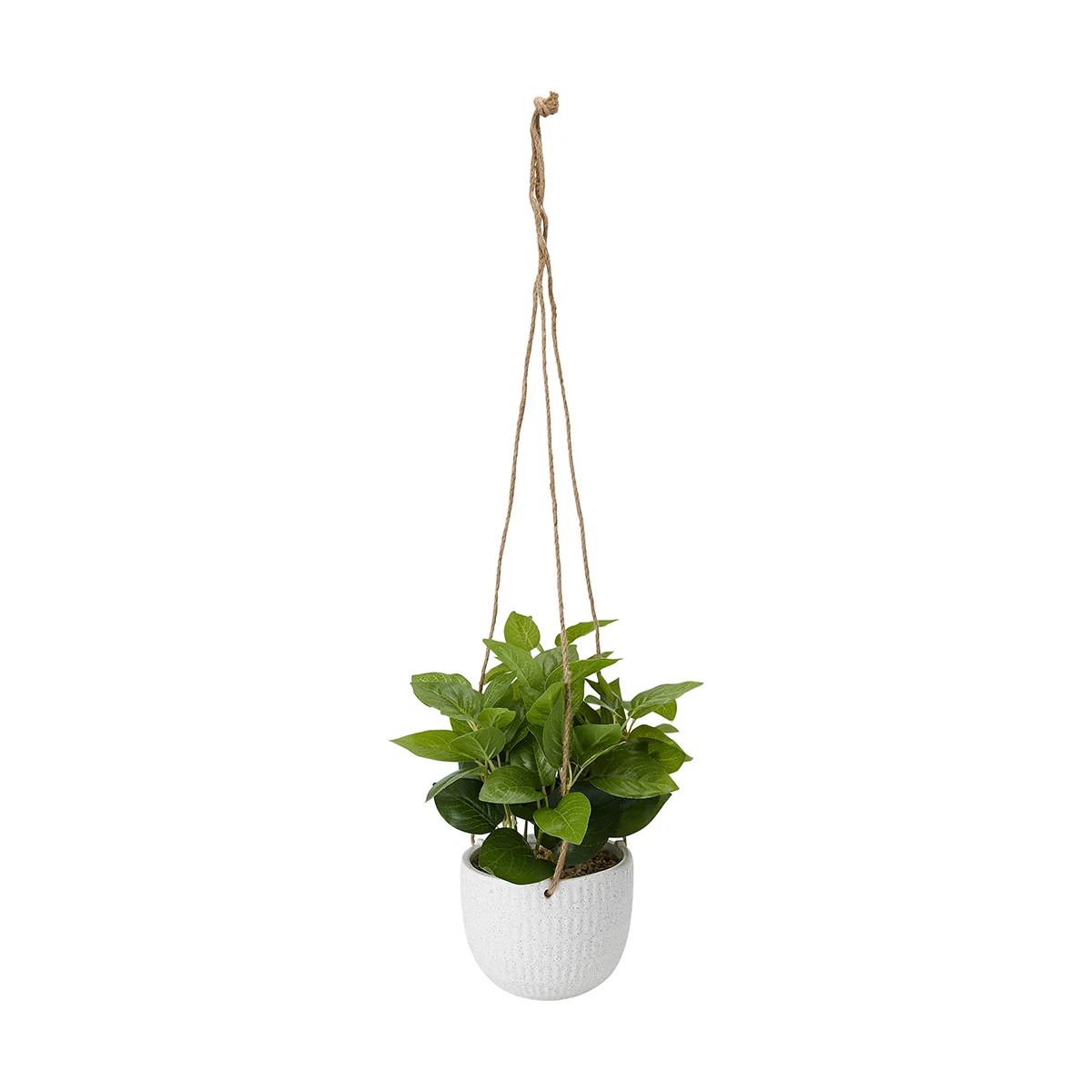 Hanging Plants Indoor | Discover the Top 10 Hanging Plants at Kmart for a Greener, Healthier Home
