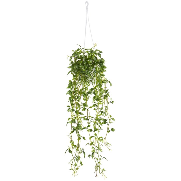 Hanging Plants Indoor | 10 Hanging Plants Name: A Guide to Enhancing Your Space with Greenery