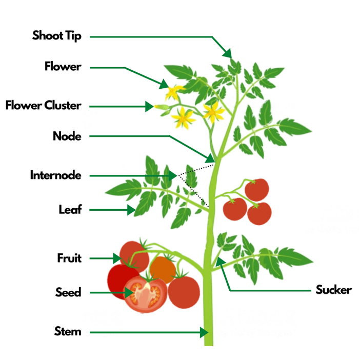 Hanging Plants Indoor | How to Prune Tomato Plants UK: A Guide to Maximizing Yield