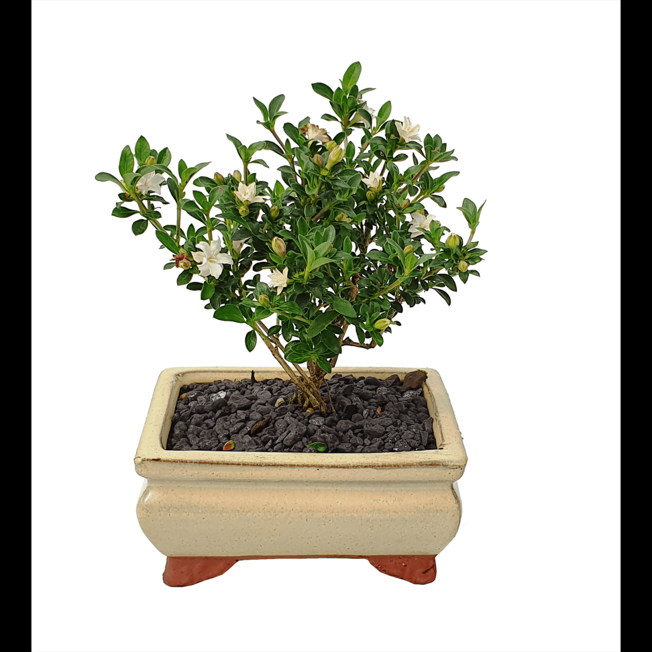 Hanging Plants Indoor | Bonsai Pots Bunnings: A Comprehensive Guide to Selecting, Using, and Creating Artistic Vessels