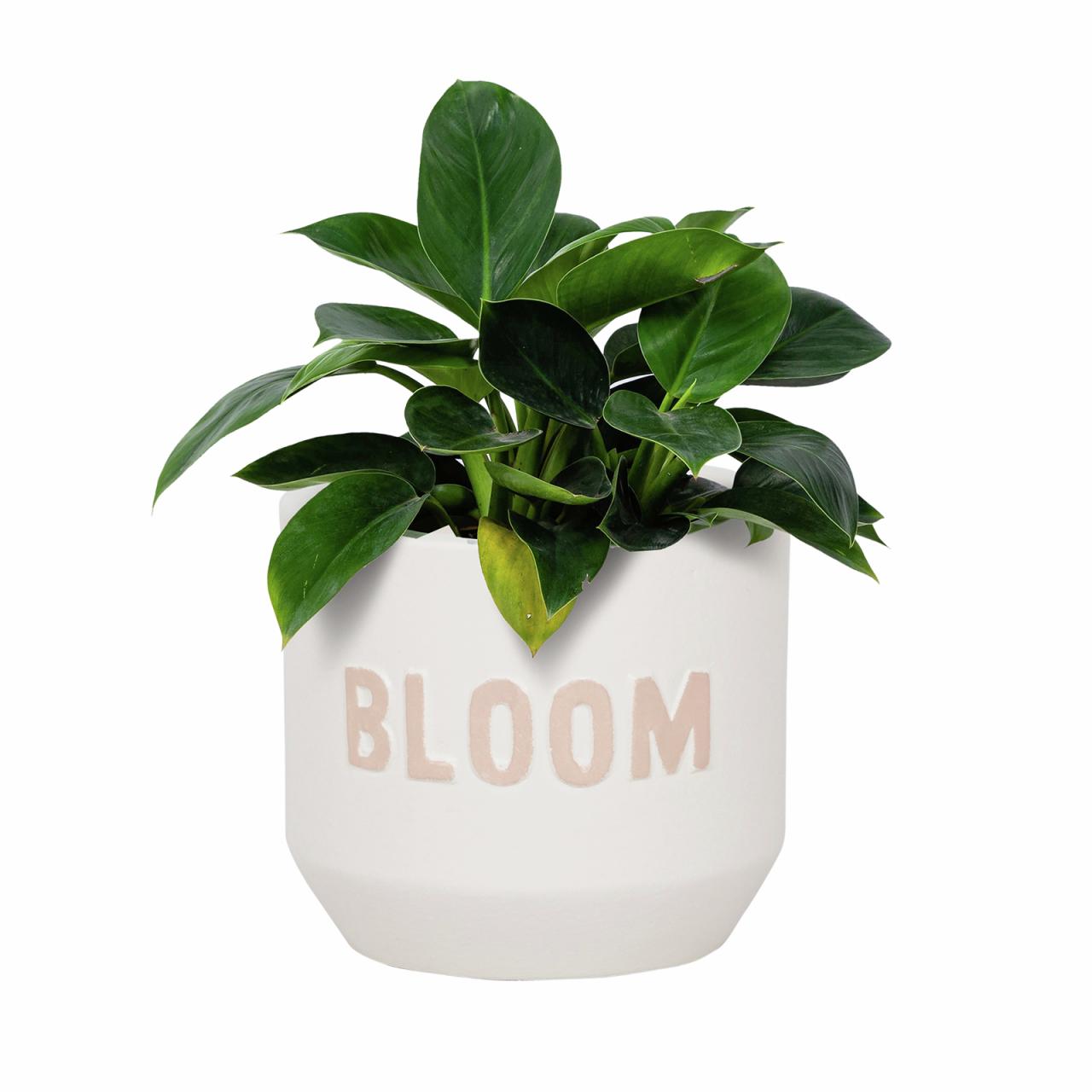 Hanging Plants Indoor | Discover the Versatility of Bunnings Mini Terracotta Pots