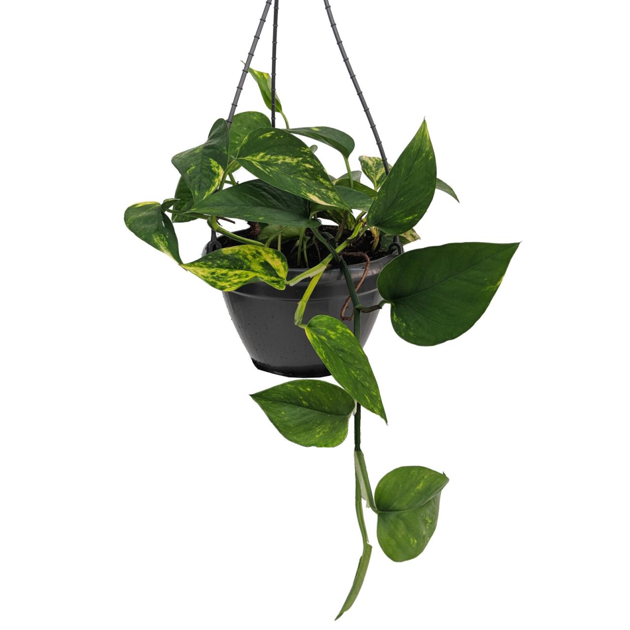 Hanging Plants Indoor | Devil's Ivy Bunnings Hanging: An Enchanting Addition to Your Home Decor