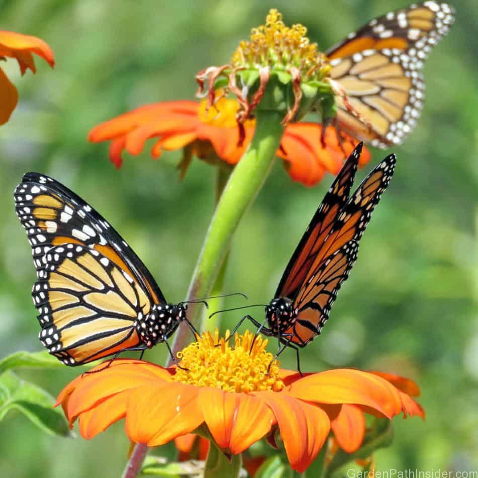 Hanging Plants Indoor | Best Plants for Monarch Butterflies: A Comprehensive Guide to Attracting and Nurturing