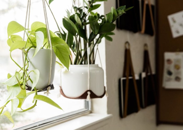 Hanging Plants Indoor | Best Plants for Bathrooms Without Windows: Thriving in Low-Light Conditions