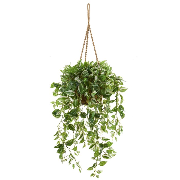 Hanging Plants Indoor | Baskets for Plants Indoors: Enhance Your Decor and Plant Health
