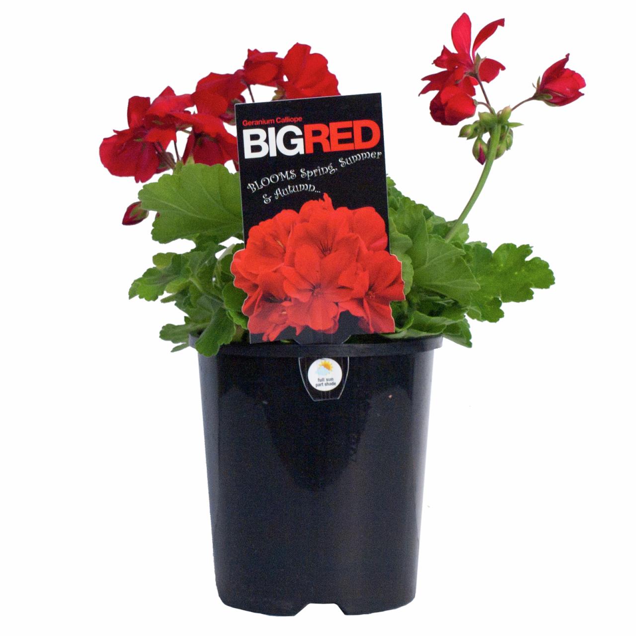 Hanging Plants Indoor | Bunnings Hanging Geraniums: A Versatile and Vibrant Addition to Your Outdoor Oasis
