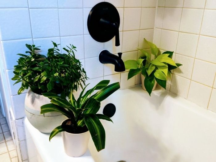 Hanging Plants Indoor | Best Plants for Bathrooms Without Windows: Brighten Up Your Windowless Space