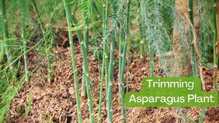 Hanging Plants Indoor | Trim Asparagus Plants: A Comprehensive Guide to Optimal Growth and Harvest