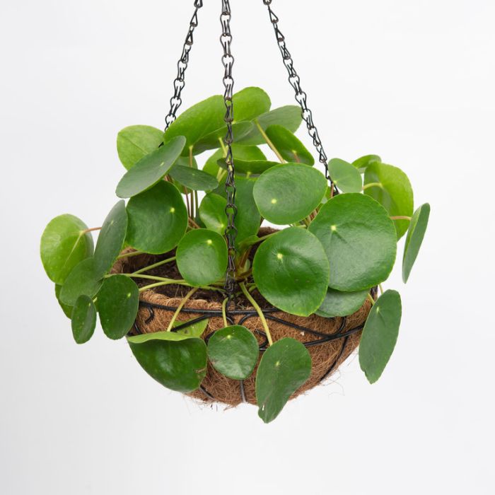 Hanging Plants Indoor | Unveiling the Enigmatic Hanging Chinese Money Plant: A Symbol of Fortune and Feng Shui