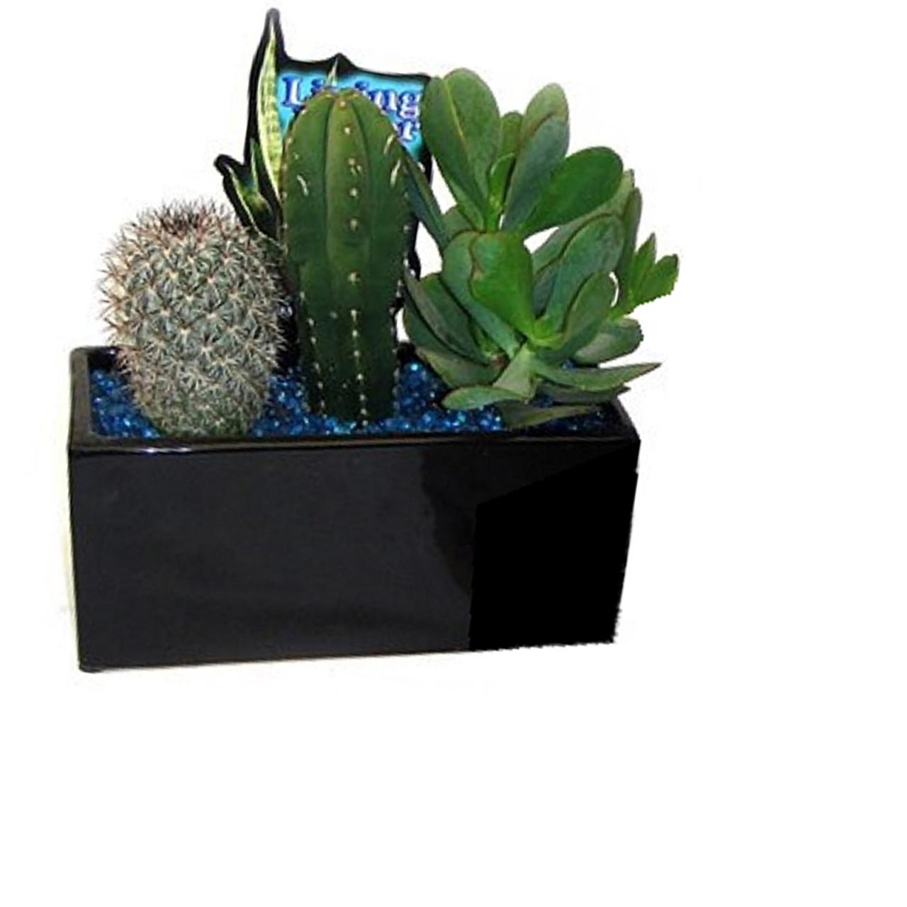 Hanging Plants Indoor | Bunnings Cactus Pots: Essential Guide to Materials, Design, and Care