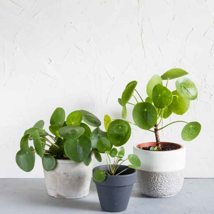 Hanging Plants Indoor | Unveiling the Enigmatic Hanging Chinese Money Plant: A Symbol of Fortune and Feng Shui