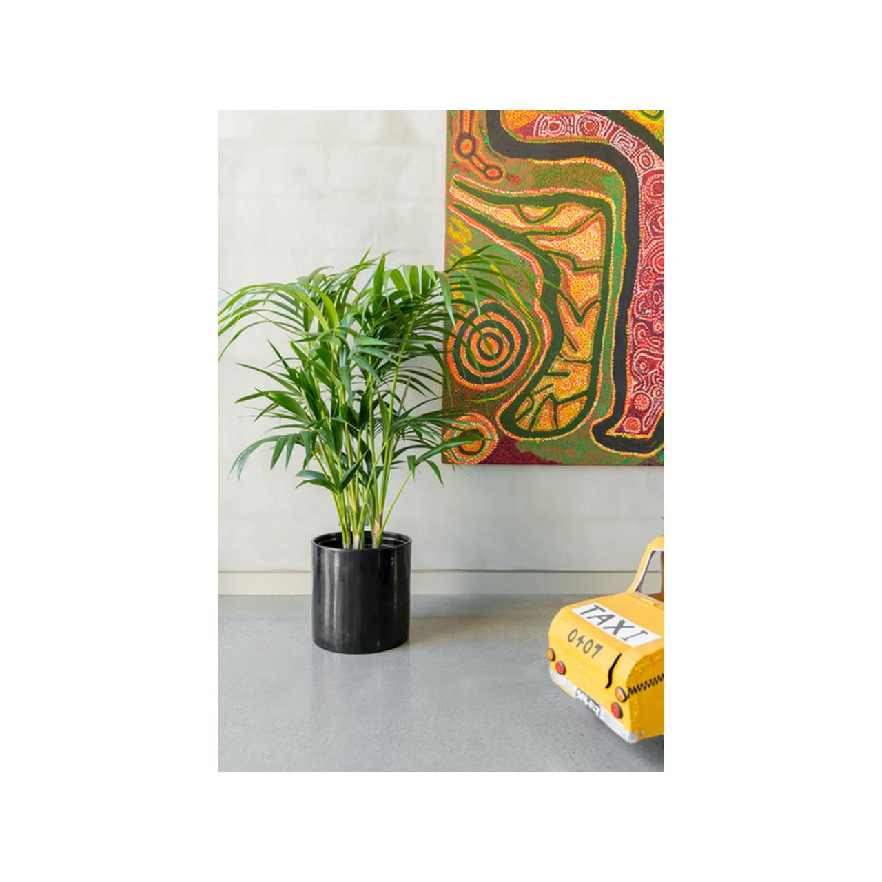 Hanging Plants Indoor | 25cm Pot Bunnings: Essential Guide to Choosing and Caring for Plants