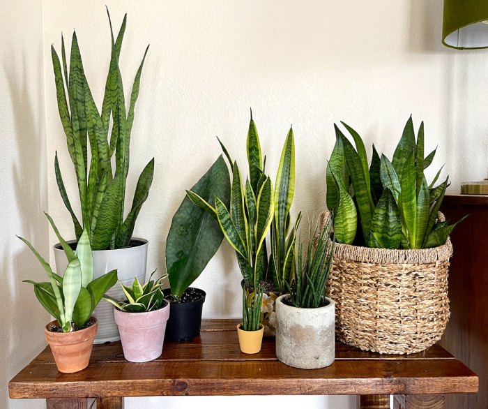 Hanging Plants Indoor | Hanging Snake Plants: A Guide to Care, Benefits, and Troubleshooting
