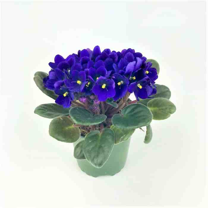 Hanging Plants Indoor | African Violet Food at Bunnings: Essential Guide to Nourishing Your Plants