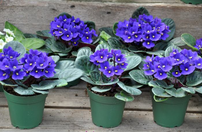 Hanging Plants Indoor | African Violet Mix Bunnings: A Comprehensive Guide to Varieties, Care, and Design