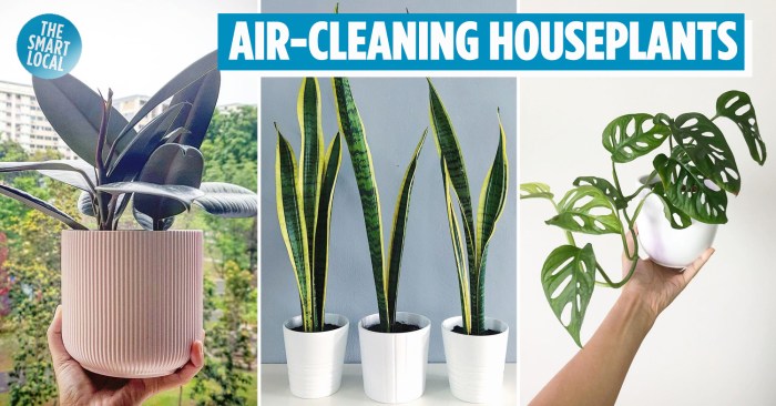 Hanging Plants Indoor | Air Purifying Hanging Plants: Enhancing Indoor Air Quality and Aesthetics