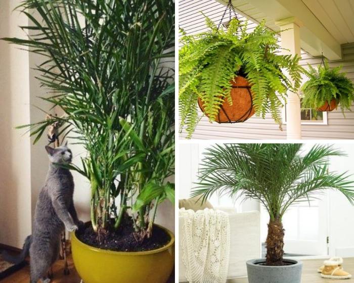 Hanging Plants Indoor | Are Hanging Plants Safe for Cats? Ensure a Safe Environment for Your Feline Friend