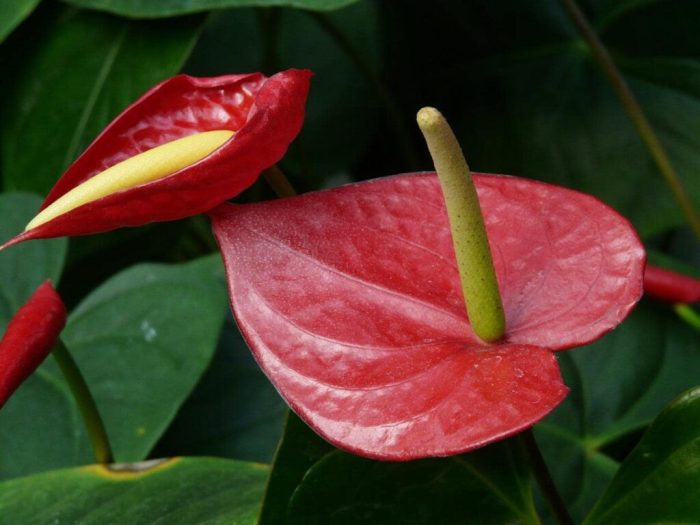Hanging Plants Indoor | Red Peace Lily Anthurium Care: A Comprehensive Guide for Plant Enthusiasts