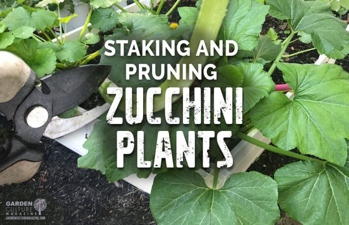Hanging Plants Indoor | How to Trim Zucchini Plants for Maximum Yield and Plant Health